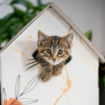 Maisonnette -chat-Art Déco-devant